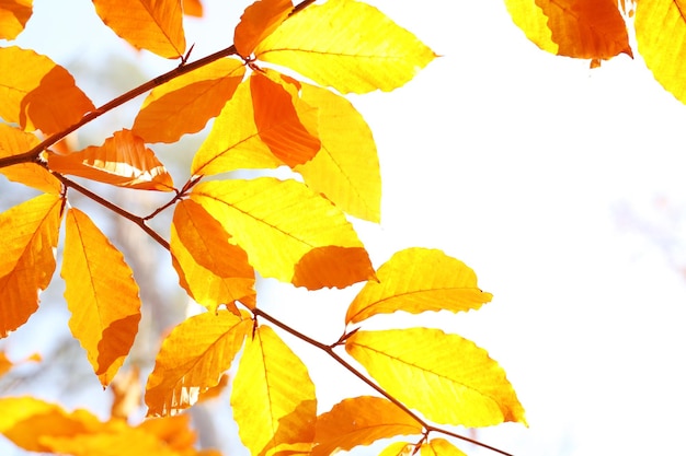Hermosas hojas de otoño