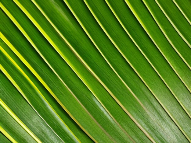 Hermosas hojas de palma verdes frescas y de rayas largas generadas por ai