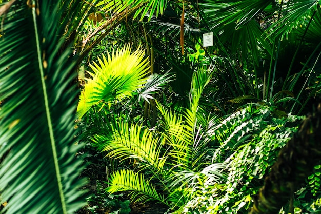 Hermosas hojas de palma verdes