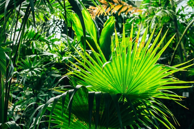 Foto hermosas hojas de palma verdes