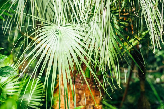 Hermosas hojas de palma verdes