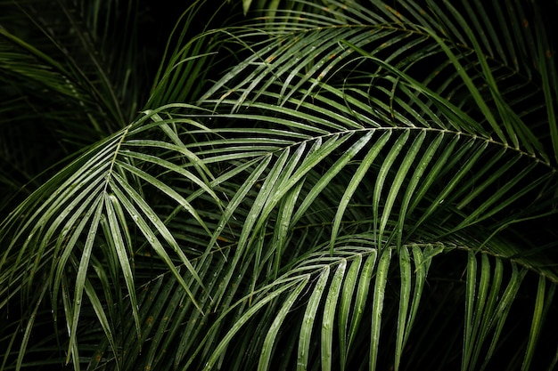 Foto hermosas hojas de palmera areca tropical