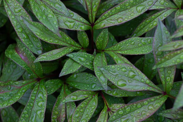 Foto hermosas hojas de peonía verde fresca con gotas de lluvia después de la lluvia.