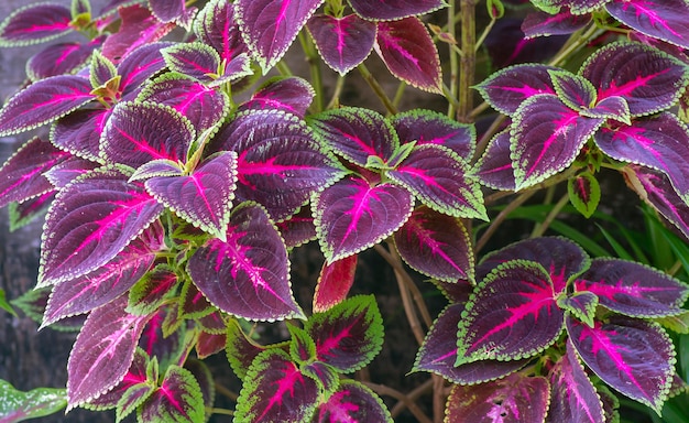 Hermosas hojas de la planta Rex Begonia, una colorida planta de interior
