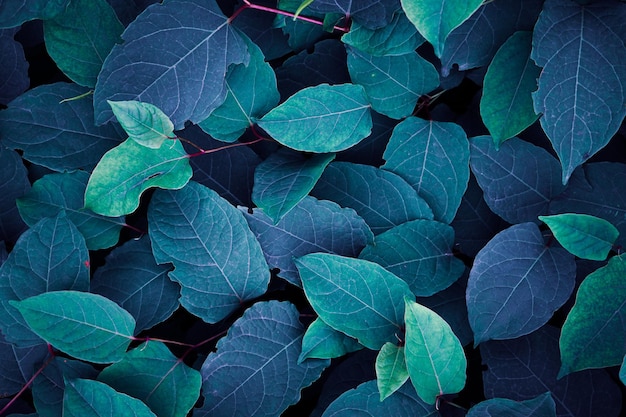 hermosas hojas de plantas azules en invierno, fondo azul