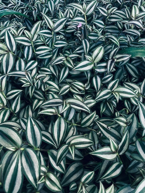 hermosas hojas de plantas tropicales