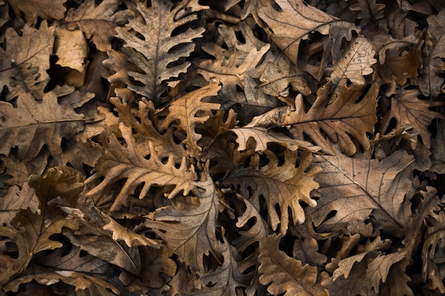 Hermosas hojas secas como fondo de otoño