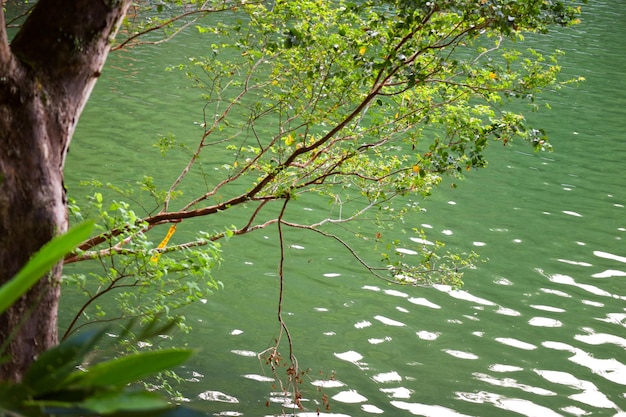 Hermosas hojas verdes y agua de lago