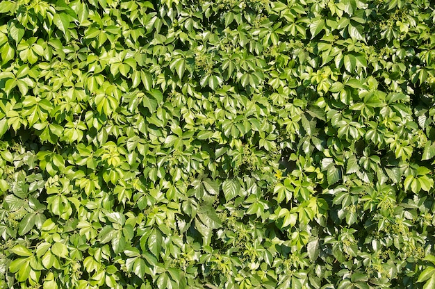 Hermosas hojas verdes brillantes en el fondo de principios de la primavera