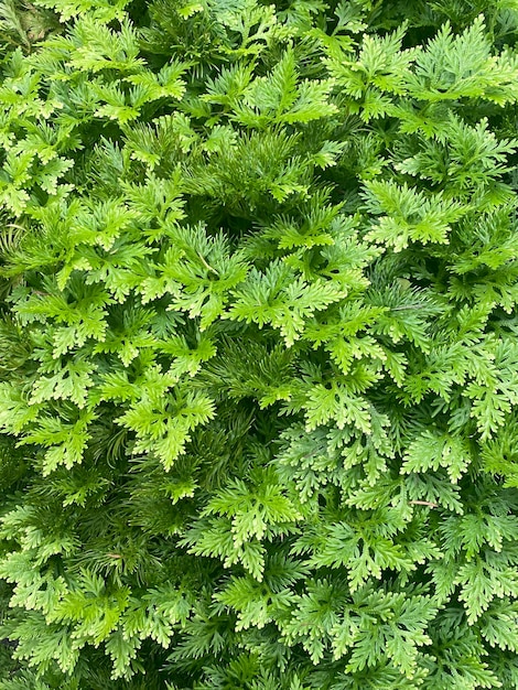 Hermosas hojas verdes en la cerca vieja