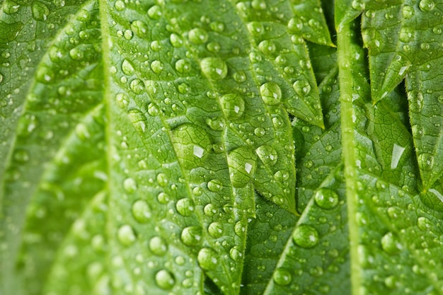 Hermosas hojas verdes con gotas de agua de cerca