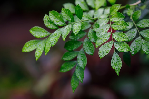 Hermosas hojas verdes con gotas de agua