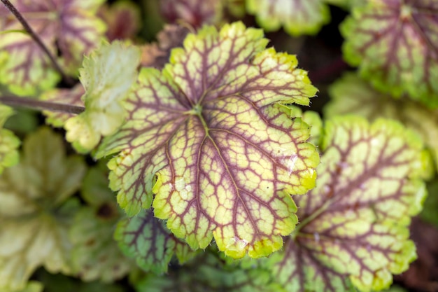 Hermosas hojas verdes de heuchera en el jardín. Horticultura, plantas perennes, paisajismo.