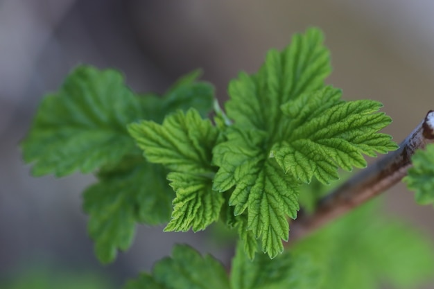 hermosas hojas verdes jóvenes y ramitas el comienzo del verano las primeras plantas