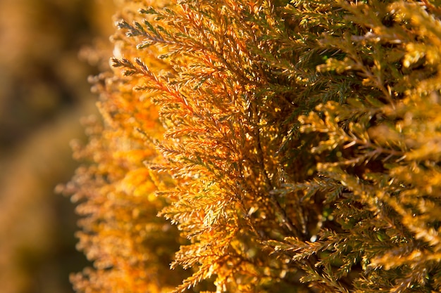 Hermosas hojas verdes de Navidad de árboles Thuja con luz solar suave. Thuja twig, Thuja occidentalis es un árbol conífero de hoja perenne. Thuja dorada