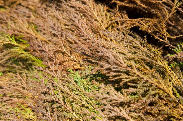 Hermosas hojas verdes de Navidad de árboles Thuja con luz solar suave. Thuja twig, Thuja occidentalis es un árbol conífero de hoja perenne. Thuja dorada