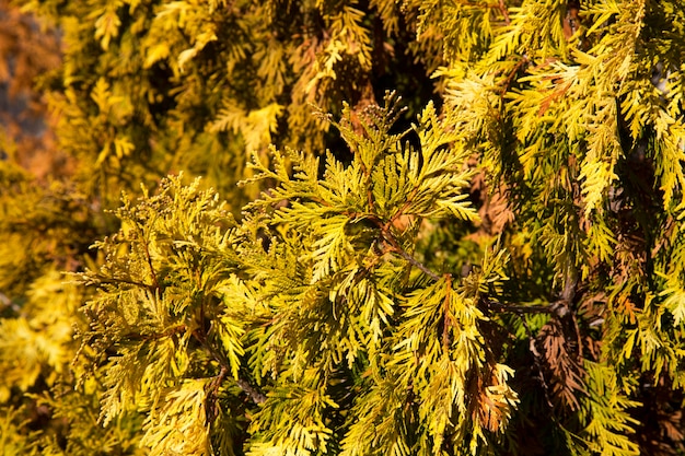 Hermosas hojas verdes de Navidad de árboles Thuja con luz solar suave. Thuja twig, Thuja occidentalis es un árbol conífero de hoja perenne. Thuja dorada