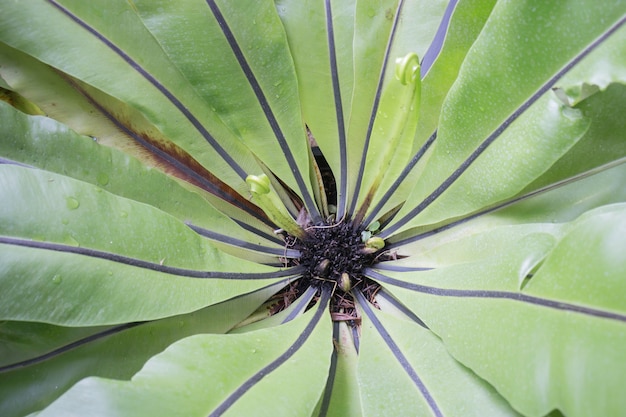 Hermosas hojas verdes plantan cerca