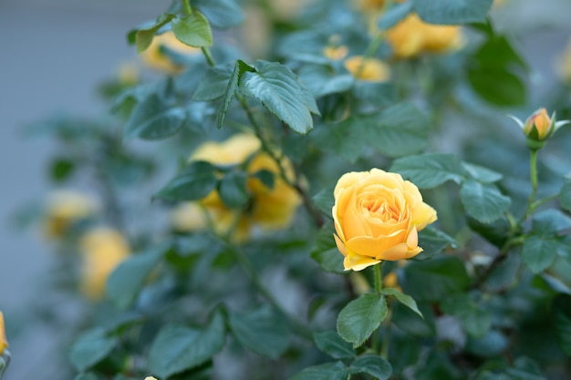 Hermosas hojas verdes y rosas amarillas