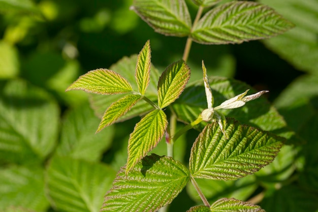 Hermosas hojas verdes sobre frambuesas en la naturaleza