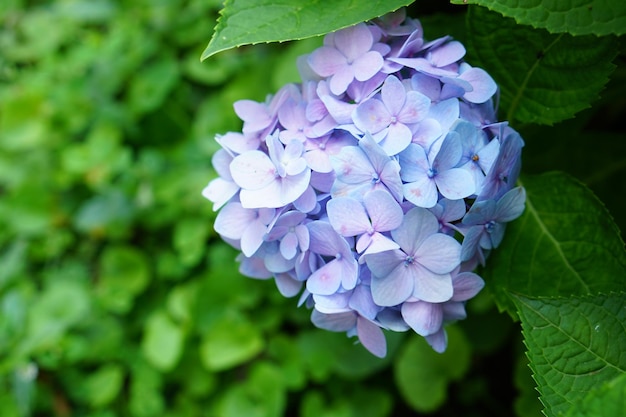 Hermosas hortensias en el jardín.