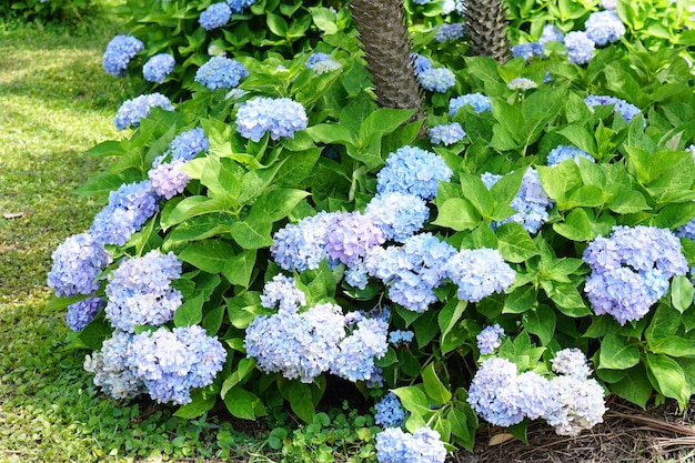 Hermosas hortensias en el jardín.