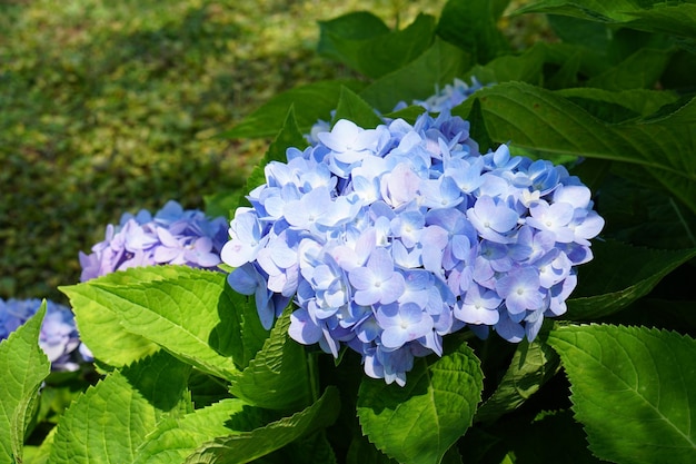 Hermosas hortensias en el jardínx9