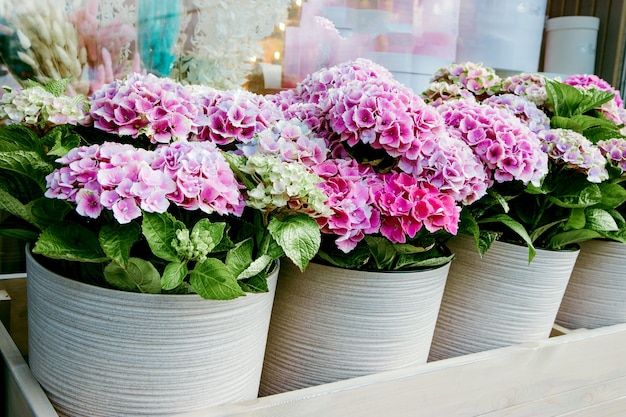 Hermosas hortensias en macetas