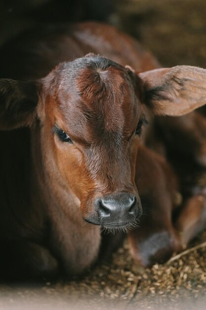 Hermosas imágenes de animales