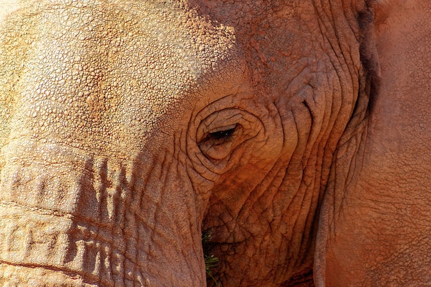 Hermosas imágenes de elefantes africanos Elefante africano salvaje de cerca Namibia África