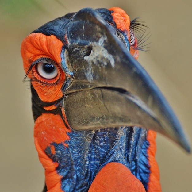 Foto hermosas imágenes de hornbill bird para papel tapiz o tema