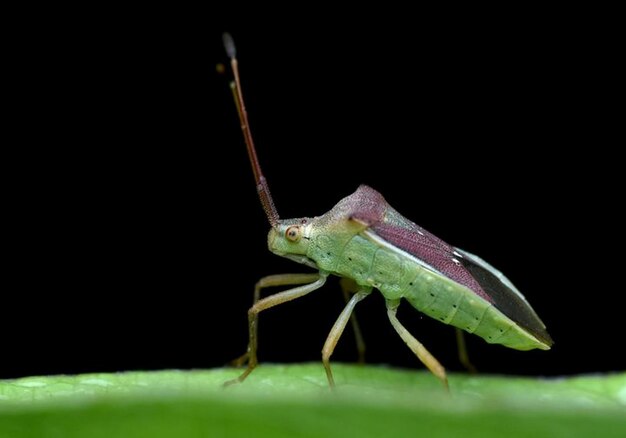 Hermosas libélulas en la naturaleza imágenes de la naturaleza belleza en la naturaleza frescura fotografía