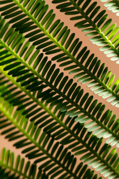 Hermosas lineas de hojas