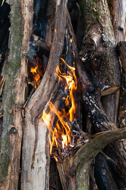 Hermosas llamas de fuego en una fogata