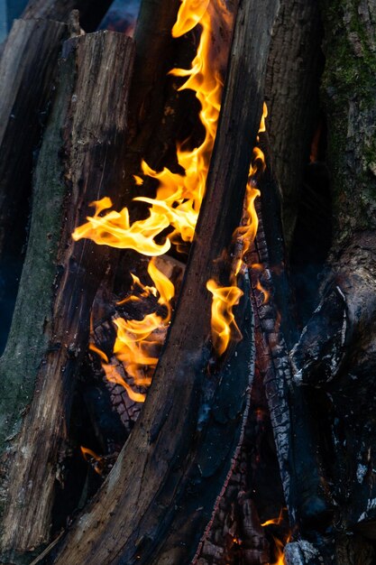 Hermosas llamas de fuego en una fogata