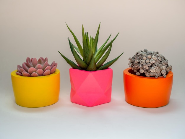 Hermosas macetas geométricas de hormigón con flor de cactus y plantas suculentas Macetas de hormigón pintadas de colores para la decoración del hogar