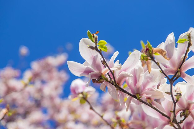 Hermosas magnolias florecientes en primavera Enfoque selectivo