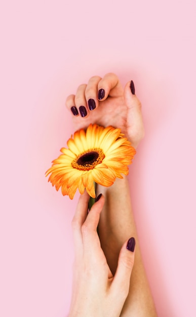 Hermosas manos femeninas con manicura púrpura sostienen una flor de gerbera amarilla