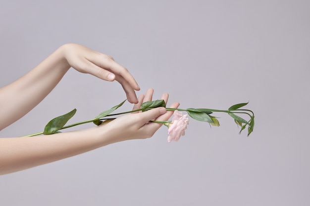 Hermosas manos con flores rosas aisladas