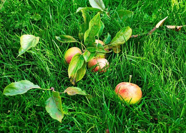 Hermosas manzanas jóvenes yacen sobre la hierba verde en el otoño Cosecha de la cosecha de otoño Frutas jugosas Las vitaminas son naturales