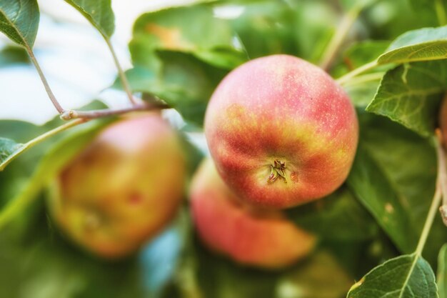 Hermosas manzanas en mi jardín Una foto de manzanas hermosas y de buen gusto.