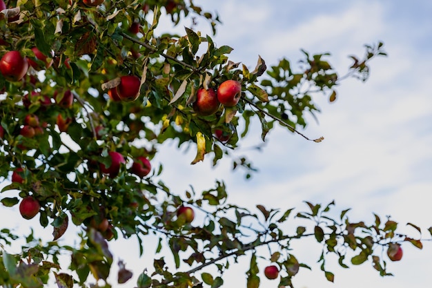 Hermosas manzanas rojas maduras en otoño en un manzano