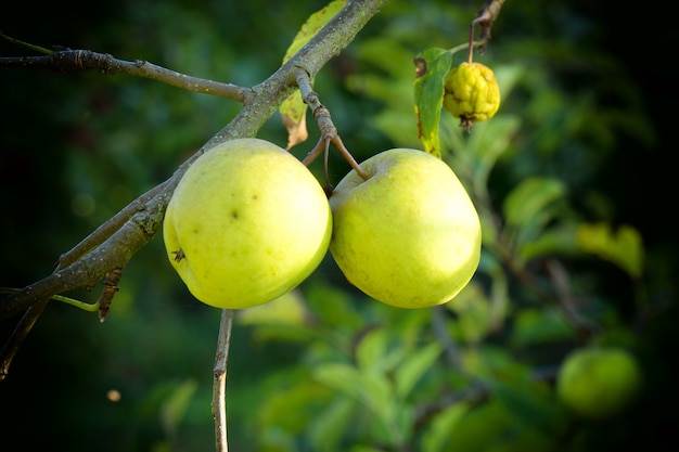 Hermosas manzanas verdes en un árbol