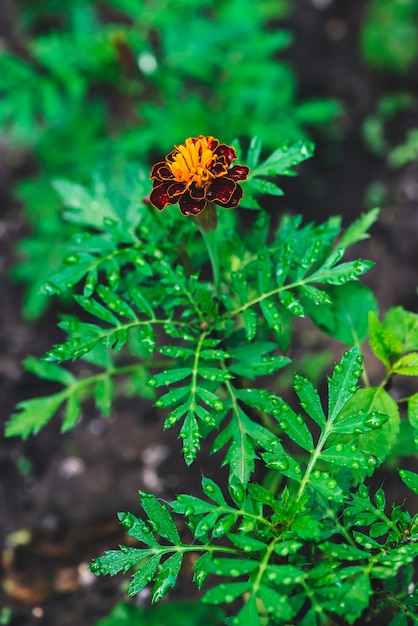 Hermosas maravillas crecen entre la vegetación