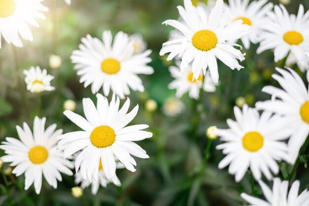 Hermosas margaritas blancas que florecen en el jardín, los rayos del sol sobre pétalos blancos