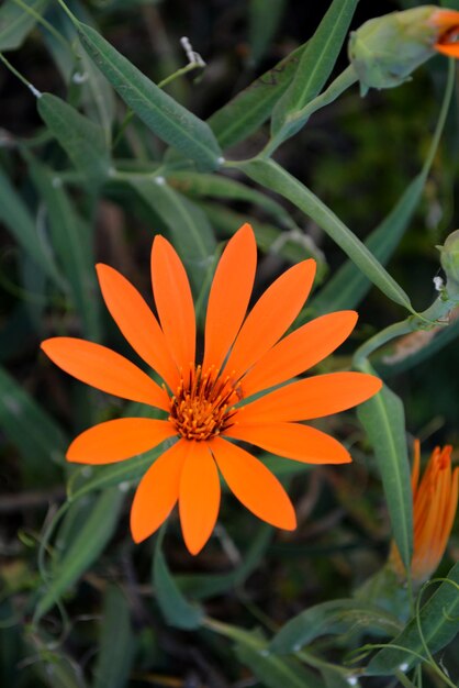 Hermosas margaritas de color naranja de cerca las flores