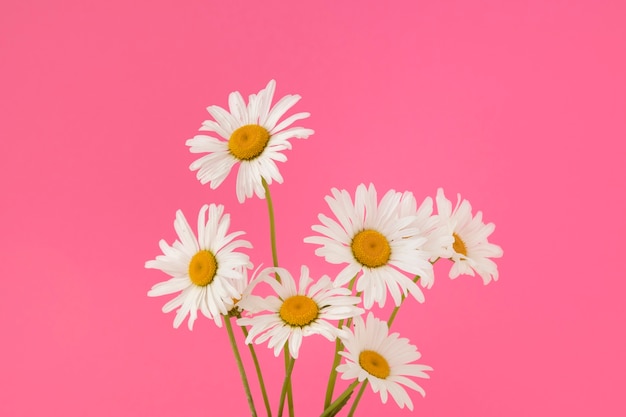 Hermosas margaritas con fondo rosa