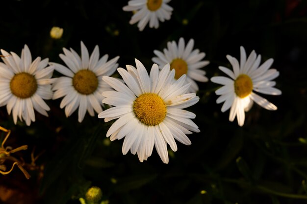 Hermosas margaritas en la naturaleza.