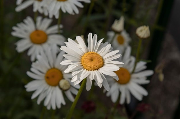 Foto hermosas margaritas en la naturaleza