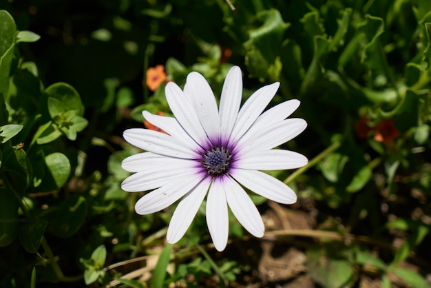 Hermosas margaritas de primavera en la naturaleza.